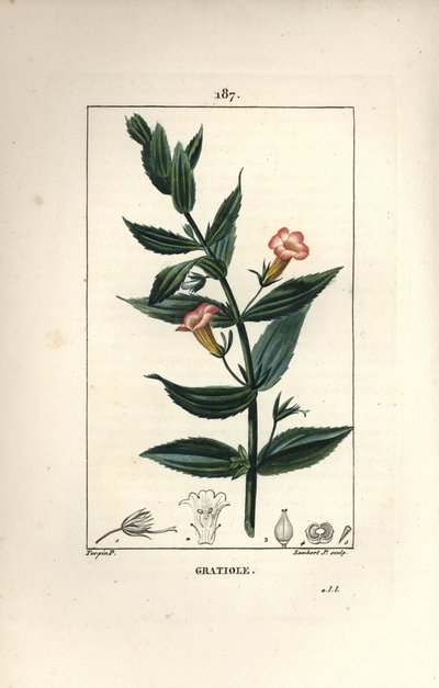 Gratiole officinale, eller Grace de dieu, Grace au poor man, Petite digitale - Hekkhyssop, Gratiola officinalis. Håndfarget kobberstikk av Lambert Junior etter en tegning av Pierre Jean-Francois Turpin fra Chaumeton, Poiret og Chamberet av Pierre Jean Francois Turpin