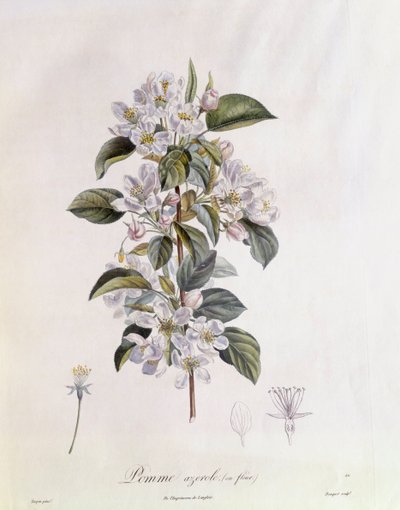 Hagtorn (Crataegus azarolus) blomst Henry Louis Duhamel du Monceau, botanisk tallerken av Pierre Jean Francois Turpin av Pierre Jean Francois Turpin