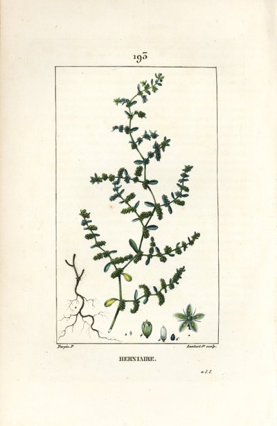 Herniary glatt eller turquette - Ruptururt, Herniaria glabra. Håndfarget kobberstikk av Lambert Junior fra en tegning av Pierre Jean-Francois Turpin fra Chaumeton, Poiret og Chamberets "" La Flore Medicale,"" Paris, Panckoucke av Pierre Jean Francois Turpin