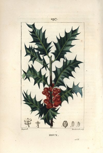 Kristtorn - Kristtorn, Ilex aqualifolium, med stikkende blader og røde bær. Håndfarget kobberstikk av Lambert Junior fra en tegning av Pierre Jean-Francois Turpin fra Chaumeton, Poiret og Chamberets "" La Flore Medicale,"" Paris, Panckouc av Pierre Jean Francois Turpin