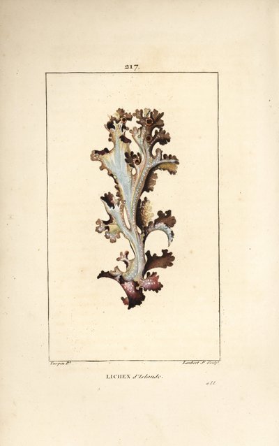 Islandlav eller islandsmose - Islandlav, Lichen islandicus. Håndfarget kobberstikk av Lambert Junior fra en tegning av Pierre Jean-Francois Turpin fra Chaumeton, Poiret og Chamberets "" La Flore Medicale,"" Paris, Panckoucke av Pierre Jean Francois Turpin