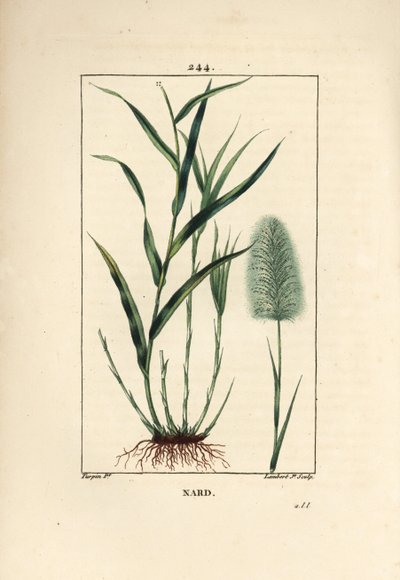 Indisk nardus, indikerer, spicanard - Spikenard, Andropogon nardus, med blad, rot og blomst. Håndfarget kobberstikk av Lambert Junior fra en tegning av Pierre Jean-Francois Turpin fra Chaumeton, Poiret og Chamberets "" La Flore Medi av Pierre Jean Francois Turpin