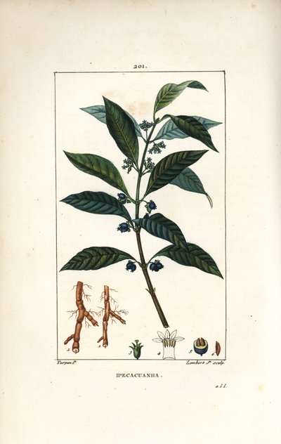 Ipeca eller Ipecacuana - Ipecacuanha, Psychotria emetica, med blad, blomst og rot. Håndfarget kobberstikk av Lambert Junior fra en tegning av Pierre Jean-Francois Turpin fra Chaumeton, Poiret og Chamberets "" La Flore Medicale,"" Par av Pierre Jean Francois Turpin