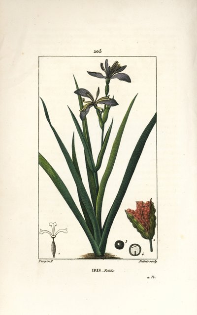 Iris fetide eller iris leg, stinking iris - Stinking iris, Iris foetida, med blomst, blad og frøkapsel. Håndkolorert kobberstikk av Dubois fra en tegning av Pierre Jean-Francois Turpin fra Chaumeton, Poiret og Chamberets "" La Flore Medi av Pierre Jean Francois Turpin