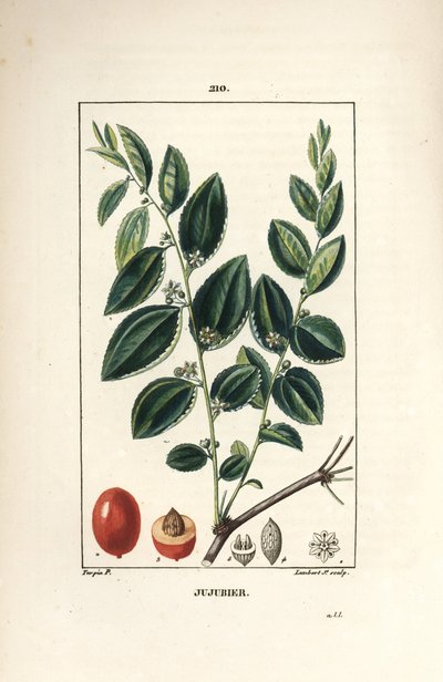 Jujubier tinktur mor - Jujube tre, Rhamnus zizyphus, med blomst, blad og frukt i snitt. Håndkolorert kobberstikk av Lambert Junior fra en tegning av Pierre Jean-Francois Turpin fra Chaumeton, Poiret og Chamberets "" La Flore av Pierre Jean Francois Turpin