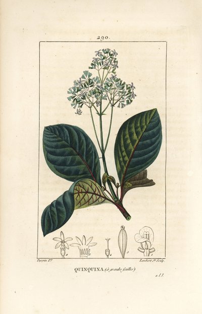 Ladenbergia oblongifolia (Cinchona magnifolia), med blomst, gren, blad og frø. Håndfarget kobberstikk av Lambert Junior fra en tegning av Pierre Jean-Francois Turpin fra Chaumeton, Poiret og Chamberets "" La Flore Medicale,"" Pa av Pierre Jean Francois Turpin