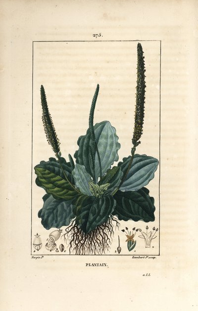 Stor groblad - Groblad, groblad dur, med blad, blomst og røtter. Håndfarget kobberstikk av Lambert Junior fra en tegning av Pierre Jean-Francois Turpin fra Chaumeton, Poiret og Chamberets "" La Flore Medicale,"" Paris, Panckou av Pierre Jean Francois Turpin