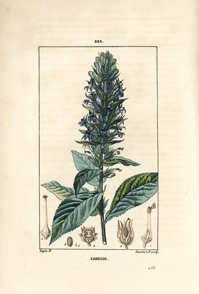 Stor lobelia eller sifilitisk lobelia - Blå kardinalblomst, Lobelia syphilitica. Håndfarget kobberstikk av Lambert Junior fra en tegning av Pierre Jean-Francois Turpin fra Chaumeton, Poiret og Chamberets "" La Flore Medicale,"" Par av Pierre Jean Francois Turpin