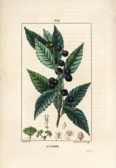 Laurbærtre, Laurus nobilis, med blad, bær og frø. Håndfarget kobberstikk av Lambert Junior fra en tegning av Pierre Jean-Francois Turpin fra Chaumeton, Poiret og Chamberets "" La Flore Medicale,"" Paris, Panckoucke av Pierre Jean Francois Turpin