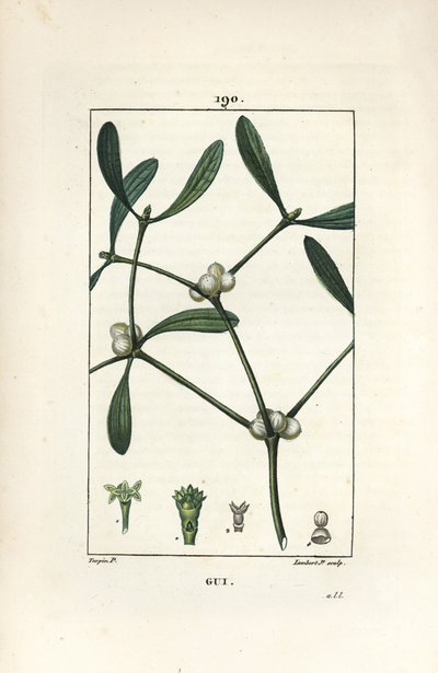 Leafy misteltein - Misteltein, Vissperm album. Håndfarget kobberstikk av Lambert Junior fra en tegning av Pierre Jean-Francois Turpin fra Chaumeton, Poiret og Chamberets "" La Flore Medicale,"" Paris, Panckoucke av Pierre Jean Francois Turpin