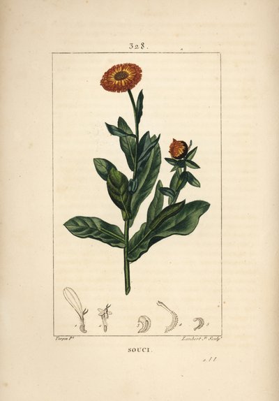 Ringblomst, Calendula officinalis, med blomst, blad og stilk. Håndfarget kobberstikk av Lambert Junior fra en tegning av Pierre Jean-Francois Turpin fra Chaumeton, Poiret og Chamberets "" La Flore Medicale,"" Paris, Panckoucke av Pierre Jean Francois Turpin