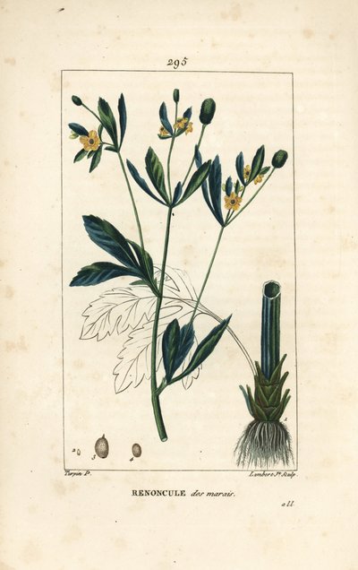 Myr-caltha, myrbestand eller vannmarigol - Myrringe eller myrkråkefot, Caltha palustris (Ranunculus palustris), med blomst, blad, stilk, rot og frø. Håndkolorert kobberstikk av Lambert Junior etter tegning av Pierre Jea av Pierre Jean Francois Turpin