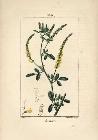 Melilot - Melilot trefoil, Melitotus officinarum. Håndfarget kobberstikk av Lambert Junior fra en tegning av Pierre Jean-Francois Turpin fra Chaumeton, Poiret og Chamberets "" La Flore Medicale,"" Paris, Panckoucke av Pierre Jean Francois Turpin