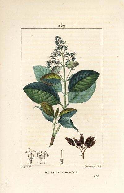 Michurago eller fruta de mono, Ladenbergia macrocarpa (Cinchona ovalifolia), med blomst, blad, stilk og frø. Håndkolorert kobberstikk av Lambert Junior fra en tegning av Pierre Jean-Francois Turpin fra Chaumeton, Poiret og Chamberets " av Pierre Jean Francois Turpin