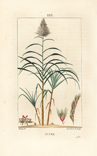 Edelstokk - Sukkerrør, Saccharum officinarum. Håndfarget kobberstikk av Lambert Junior fra en tegning av Pierre Jean-Francois Turpin fra Chaumeton, Poiret og Chamberets "" La Flore Medicale,"" Paris, Panckoucke av Pierre Jean Francois Turpin