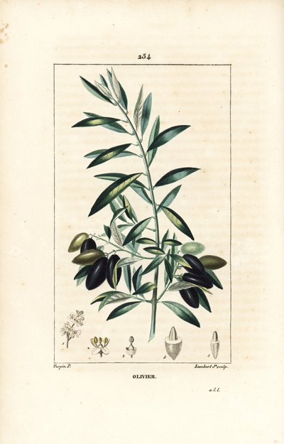 Olivier - Oliventre, Olea europaea, med blad, gren, frukt og frø. Håndfarget kobberstikk av Lambert Junior fra en tegning av Pierre Jean-Francois Turpin fra Chaumeton, Poiret og Chamberets "" La Flore Medicale,"" Paris, Panckou av Pierre Jean Francois Turpin