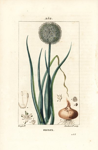 Løk - Løk, Allium cepa, med blomst, blad, løk og røtter. Håndfarget kobberstikk av Lambert Junior fra en tegning av Pierre Jean-Francois Turpin fra Chaumeton, Poiret og Chamberets "" La Flore Medicale,"" Paris, Panckoucke av Pierre Jean Francois Turpin