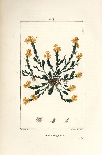 Orpin acre - Gylden steinurt, Sedum acre. Håndfarget kobberstikk av Lambert Junior fra en tegning av Pierre Jean-Francois Turpin fra Chaumeton, Poiret og Chamberets "" La Flore Medicale,"" Paris, Panckoucke av Pierre Jean Francois Turpin
