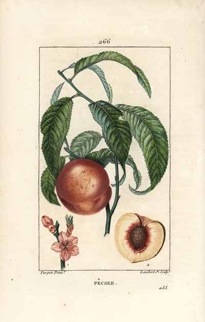 Pecher - Ferskentre, Amygdalus persica, med blomst, blad, stilk, moden frukt og frukt i seksjon med frø. Håndfarget kobberstikk av Lambert Junior fra en tegning av Pierre Jean-Francois Turpin fra Chaumeton, Poiret og Chamberet