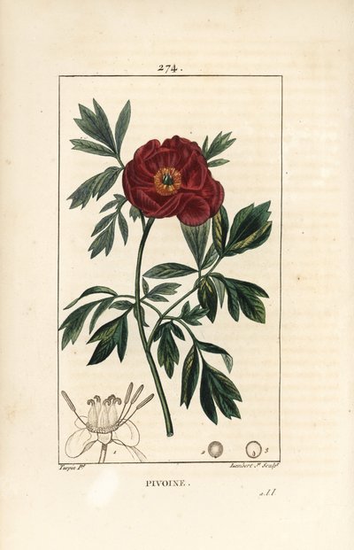 Peon officinale - Europeisk peon, Paeonia officinalis, med blomst, blad og omriss av blomsterdeler. Håndfarget kobberstikk av Lambert Junior fra en tegning av Pierre Jean-Francois Turpin fra Chaumeton, Poiret og Chamberets "" La F av Pierre Jean Francois Turpin