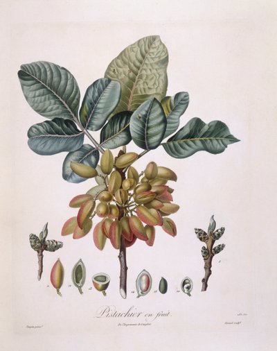 Pistasj (Pistacia vera), Henry Louis Duhamel du Monceau, botanisk tallerken av Pierre Jean Francois Turpin av Pierre Jean Francois Turpin