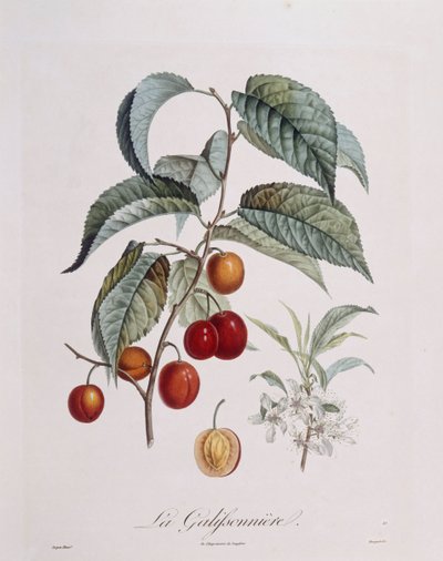 Plomme "La Galifsonniere" Henry Louis Duhamel du Monceau, botanisk tallerken av Pierre Jean Francois Turpin av Pierre Jean Francois Turpin