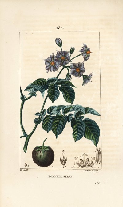 Potet (potet) - Potet, Solanum tuberosum, med blomst, blad, stilk og frukt. Håndfarget kobberstikk av Lambert Junior fra en tegning av Pierre Jean-Francois Turpin fra Chaumeton, Poiret og Chamberets "" La Flore Medicale,"" Paris av Pierre Jean Francois Turpin