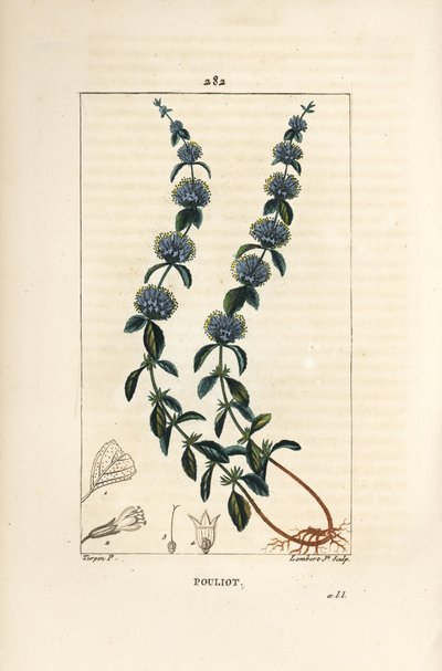 Pouliot mynte - Pennyroyal mynte, Mentha pulegium, med blomst, blad, stilk, rot og frø. Håndfarget kobberstikk av Lambert Junior fra en tegning av Pierre Jean-Francois Turpin fra Chaumeton, Poiret og Chamberets "" La Flore Medicale av Pierre Jean Francois Turpin