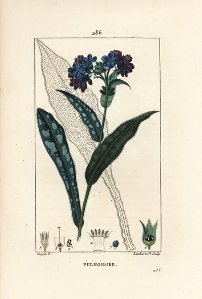 Pulmonal officinale - Lungeurt, Pulmonaria officinalis, med blomst, blad, stilk og blad i omriss. Håndfarget kobberstikk av Lambert Junior fra en tegning av Pierre Jean-Francois Turpin fra Chaumeton, Poiret og Chamberets "" La av Pierre Jean Francois Turpin
