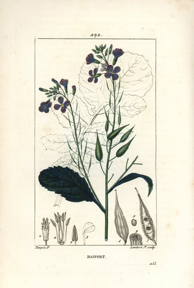 Reddik - Reddik, Raphanus sativus, med blomst, blad, frø og bladomriss. Håndfarget kobberstikk av Lambert Junior fra en tegning av Pierre Jean-Francois Turpin fra Chaumeton, Poiret og Chamberets "" La Flore Medicale,"" Paris, Pa av Pierre Jean Francois Turpin