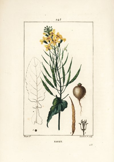Raps eller oljefrø, Brassica napus, med blad, blomst og rot. Håndfarget kobberstikk av Lambert Junior fra en tegning av Pierre Jean-Francois Turpin fra Chaumeton, Poiret og Chamberets "" La Flore Medicale,"" Paris, Panckoucke av Pierre Jean Francois Turpin