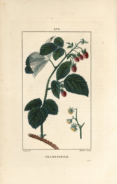 Bringebær - Bringebær, Rubus idaeus, som viser blomster, blader, torner og moden frukt. Håndfarget kobberstikk av Lambert Junior fra en tegning av Pierre Jean-Francois Turpin fra Chaumeton, Poiret et Chamberets "" La Flore Medicale,"" P av Pierre Jean Francois Turpin