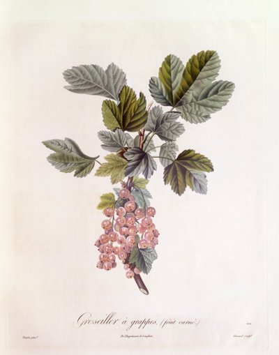 Rød rips (Ribes rubrum), Henry Louis Duhamel du Monceau, botanisk tallerken av Pierre Jean Francois Turpin av Pierre Jean Francois Turpin