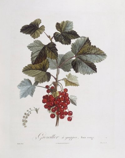 Rød rips (Ribes rubrum), Henry Louis Duhamel du Monceau, botanisk tallerken av Pierre Jean Francois Turpin av Pierre Jean Francois Turpin