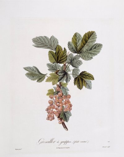 Rød rips (Ribes rubrum), Henry Louis Duhamel du Monceau, botanisk tallerken av Pierre Jean Francois Turpin av Pierre Jean Francois Turpin