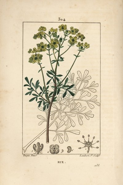 Rue des jardins eller Rue fetide - Rue eller urt av nåde, Ruta graveolens, som viser blomst, blad, stilk, frø og omriss. Håndfarget kobberstikk av Lambert Junior fra en tegning av Pierre Jean-Francois Turpin fra Chaumeton, Poiret og Cham av Pierre Jean Francois Turpin