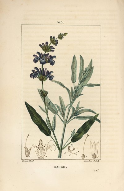 Salvie officinale - Vanlig salvie, Salvia officinalis, med blomst, blad, stilk og frø. Håndfarget kobberstikk av Lambert Junior fra en tegning av Pierre Jean-Francois Turpin fra Chaumeton, Poiret og Chamberets "" La Flore Medicale,"" av Pierre Jean Francois Turpin
