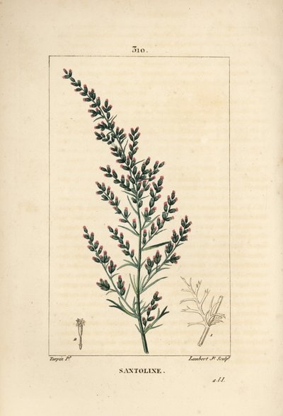 Sagebrush variete - ormefrø eller tatarisk sørved, Artemisia santonicum. Håndfarget kobberstikk av Lambert Junior fra en tegning av Pierre Jean-Francois Turpin fra Chaumeton, Poiret og Chamberets "" La Flore Medicale,"" Paris, Pa av Pierre Jean Francois Turpin