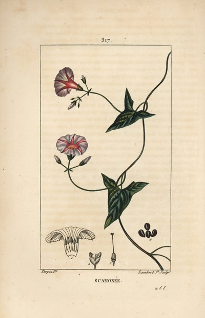 Scammonee - Scammony, Convolvulus scammonia, med blomst, blad, stilk og klatrende ranker. Håndkolorert kobberstikk av Lambert Junior fra en tegning av Pierre Jean-Francois Turpin fra Chaumeton, Poiret og Chamberets "" La Flore Medica av Pierre Jean Francois Turpin