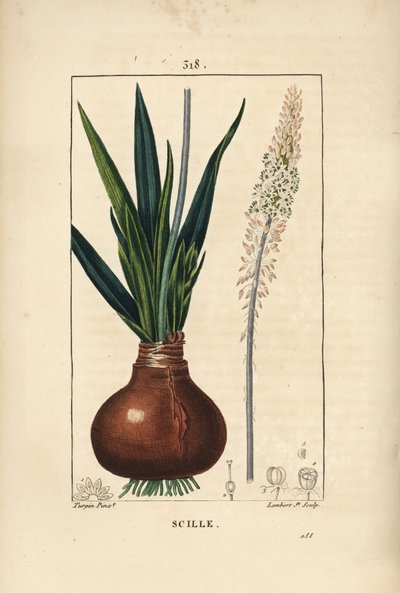 Havsvinkel, Drimia maritima, med løk, blad, stilk og blomst. Håndfarget kobberstikk av Lambert Junior fra en tegning av Pierre Jean-Francois Turpin fra Chaumeton, Poiret og Chamberets "" La Flore Medicale,"" Paris, Panckoucke av Pierre Jean Francois Turpin