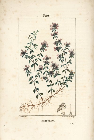 Serpolet eller timian serpolet - Krypende timian eller vill timian, Thymus serpyllum, med blomst, blad, stilk og rot. Håndfarget kobberstikk av Lambert Junior fra en tegning av Pierre Jean-Francois Turpin fra Chaumeton, Poiret og Chamberet