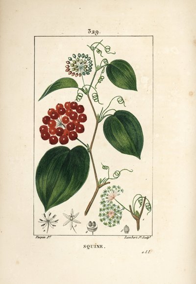Smilax Variety - Kinesisk smilax, Smilax Kina, med blomst, ranker, blad og frukt. Håndfarget kobberstikk av Lambert Junior fra en tegning av Pierre Jean-Francois Turpin fra Chaumeton, Poiret og Chamberets "" La Flore Medicale,"" av Pierre Jean Francois Turpin