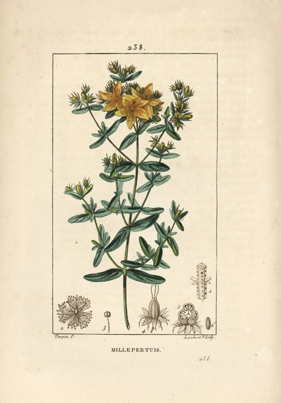 Johannesurt, johannesurt eller johannesurt officinal - Perforert johannesurt, Hypericum perforatum. Håndfarget kobberstikk av Lambert Junior etter en tegning av Pierre Jean-Francois Turpin fra Chaumeton, Poiret og Chambere av Pierre Jean Francois Turpin