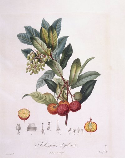 Jordbærtre (Arbutus unedo), Henry Louis Duhamel du Monceau, botanisk tallerken av Pierre Jean Francois Turpin av Pierre Jean Francois Turpin