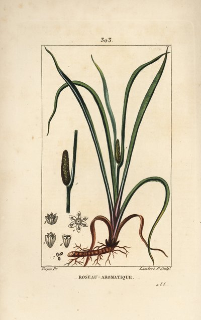 Søttluktende flagg, Acorus calamus, med frø, blad og rot. Håndfarget kobberstikk av Lambert Junior fra en tegning av Pierre Jean-Francois Turpin fra Chaumeton, Poiret og Chamberets "" La Flore Medicale,"" Paris, Panckoucke av Pierre Jean Francois Turpin