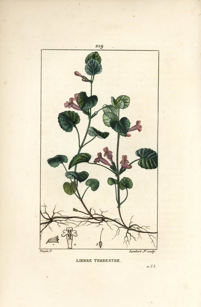 Terrestrisk eføy - Jordeføy, Hedera terrestris. Håndfarget kobberstikk av Lambert Junior fra en tegning av Pierre Jean-Francois Turpin fra Chaumeton, Poiret og Chamberets "" La Flore Medicale,"" Paris, Panckoucke av Pierre Jean Francois Turpin