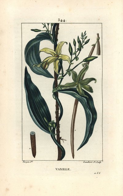 Vanilje - Vaniljeorkide, Epidendron vanilje, med blomst, blad, frøstand. Håndfarget kobberstikk av Lambert Junior fra en tegning av Pierre Jean-Francois Turpin fra Chaumeton, Poiret og Chamberets "" La Flore Medicale,"" Paris, Panck av Pierre Jean Francois Turpin