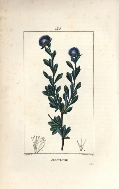 Variety of globular - Globularia med tre tannblader, Globularia fruticosa. Håndfarget kobberstikk av Lambert Junior fra en tegning av Pierre Jean-Francois Turpin fra Chaumeton, Poiret og Chamberets "" La Flore Medicale,"" Paris, Panc av Pierre Jean Francois Turpin