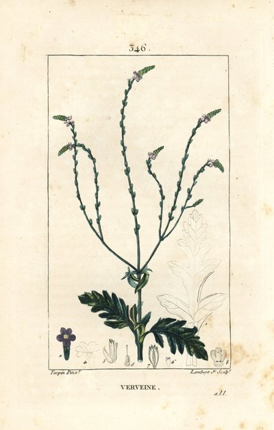Verbena eller hellig urt, venus vene eller hekseurt - Vervain, Verbena officinalis. Håndfarget kobberstikk av Lambert Junior fra en tegning av Pierre Jean-Francois Turpin fra Chaumeton, Poiret og Chamberets "" La Flore Medicale,"" Par av Pierre Jean Francois Turpin