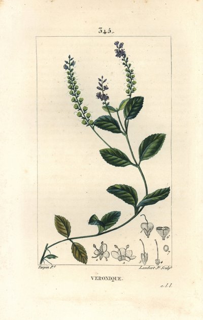 Veronique officinale - Hann speedwell, Veronica officinalis. Håndfarget kobberstikk av Lambert Junior fra en tegning av Pierre Jean-Francois Turpin fra Chaumeton, Poiret og Chamberets "" La Flore Medicale,"" Paris, Panckoucke av Pierre Jean Francois Turpin